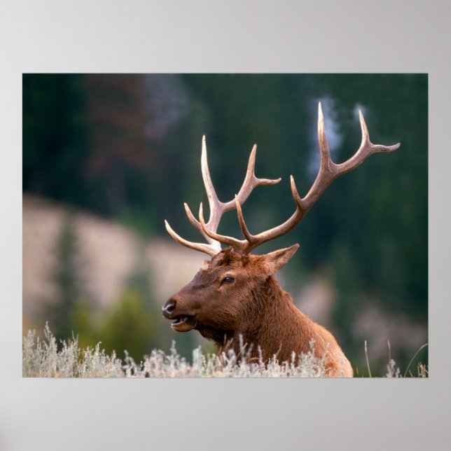 Poster Parque Nacional do Elk Yellowstone, Rocky Mountain (Frente)