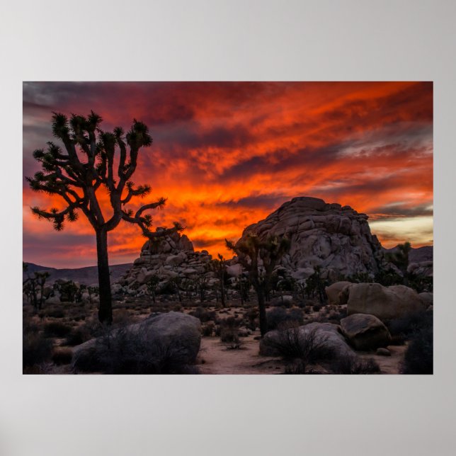 Poster Parque Nacional do Joshua Tree Red Sunset (Frente)