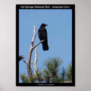 Póster Parque Nacional dos Primaveras Quentes, AR - Corvo