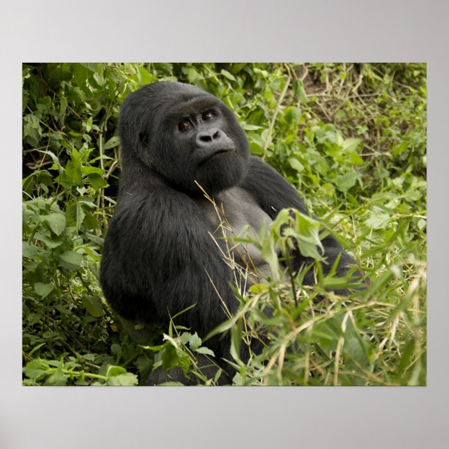 Póster Parque Nacional dos Vulcões, Gorila de Montanha (Frente)