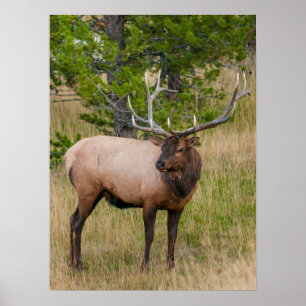 Poster Parque Nacional Elk Lake Village Yellowstone Wyomi