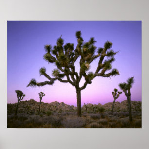 PÓSTER PARQUE NACIONAL JOSHUA TREE, CALIFÓRNIA. EUA.