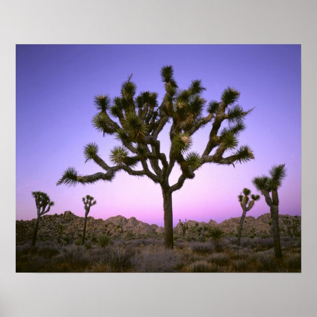 PÓSTER PARQUE NACIONAL JOSHUA TREE, CALIFÓRNIA. EUA. (Frente)