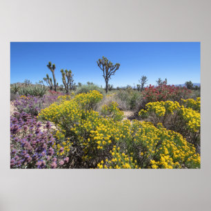 Poster Parque Nacional Joshua Tree Em Bloom