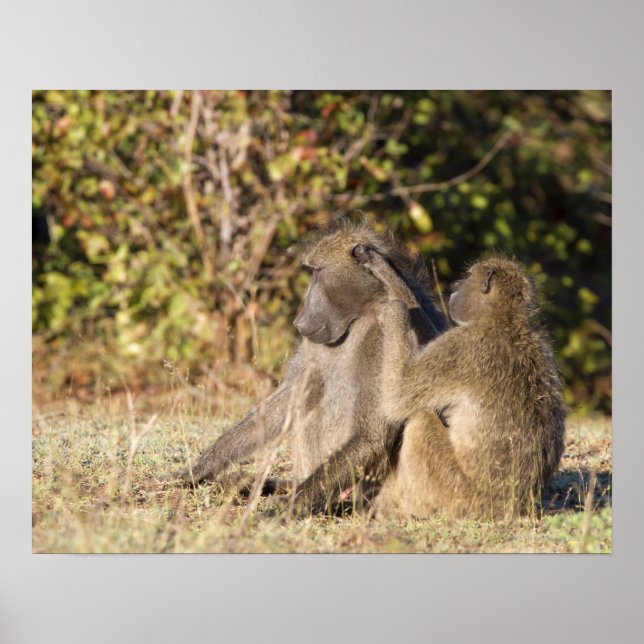 Póster Parque Nacional Kruger, África do Sul (Frente)