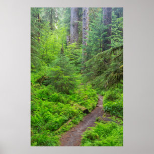 Póster Parque Nacional Olympic, trilha da floresta
