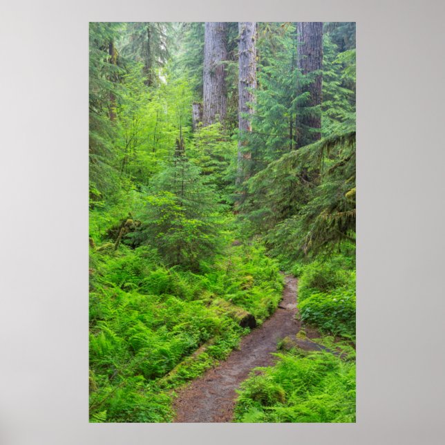 Póster Parque Nacional Olympic, trilha da floresta (Frente)