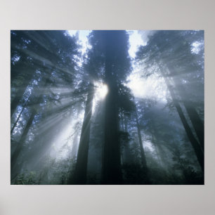 Póster Parque Nacional Redwood, Condado de Del Norte, nev