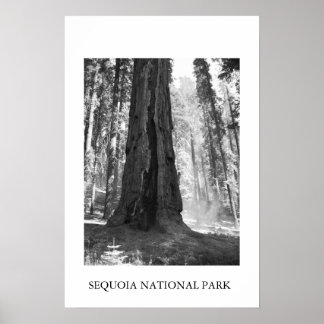 Poster Parque Nacional Sequoia