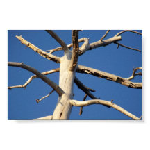 parque nacional sequoia