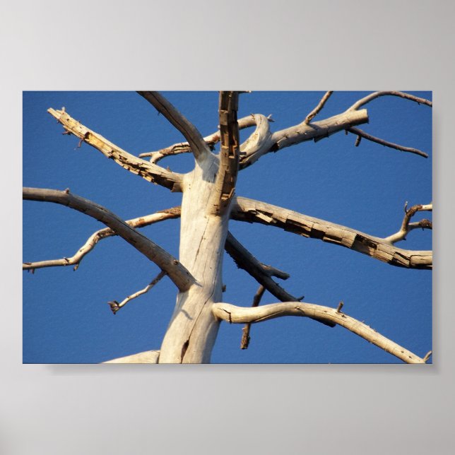 Póster parque nacional sequoia (Frente)