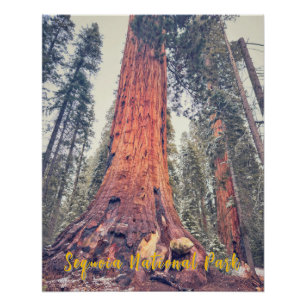 Póster Parque Nacional Sequoia