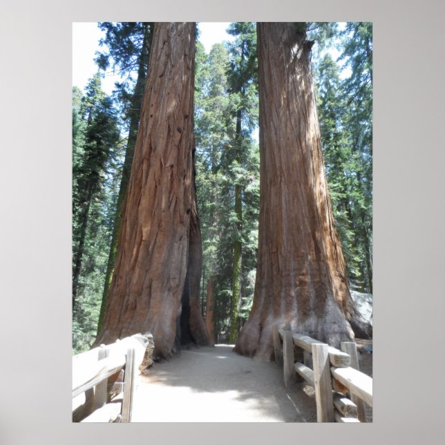 Póster Parque Nacional Sequoia (Frente)
