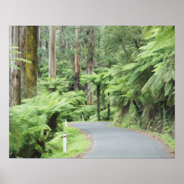 Póster Parque Nacional Tarra Bulga, Strzelecki Ranges (Frente)