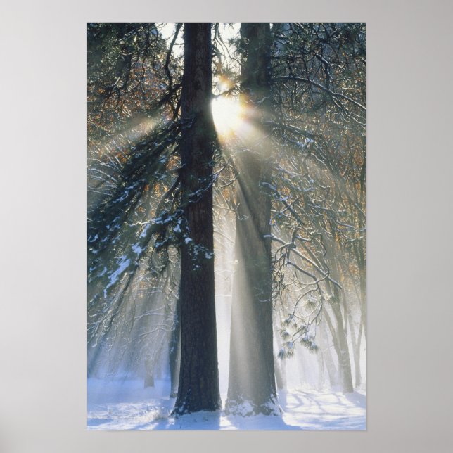 Poster Parque Nacional Yosemite - Raios solares em riacho (Frente)