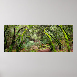 Poster Parque regional da sequóia vermelha, Califórnia