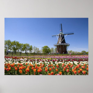 Póster Parque Windmill Island com tulipas em floração e