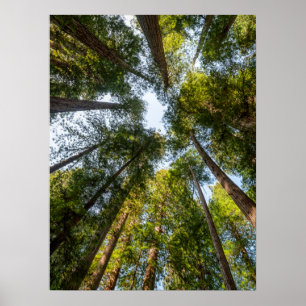 Poster Parques Nacionais e Estaduais de Redwood, Califórn