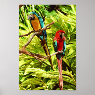 Póster Parrot Friends