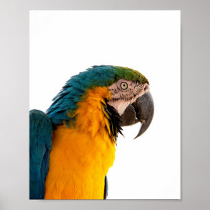 Poster Parrot Post-it Notes