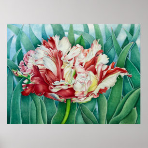 Poster Parrot Tulip