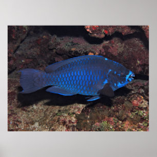 Poster Parrotfish