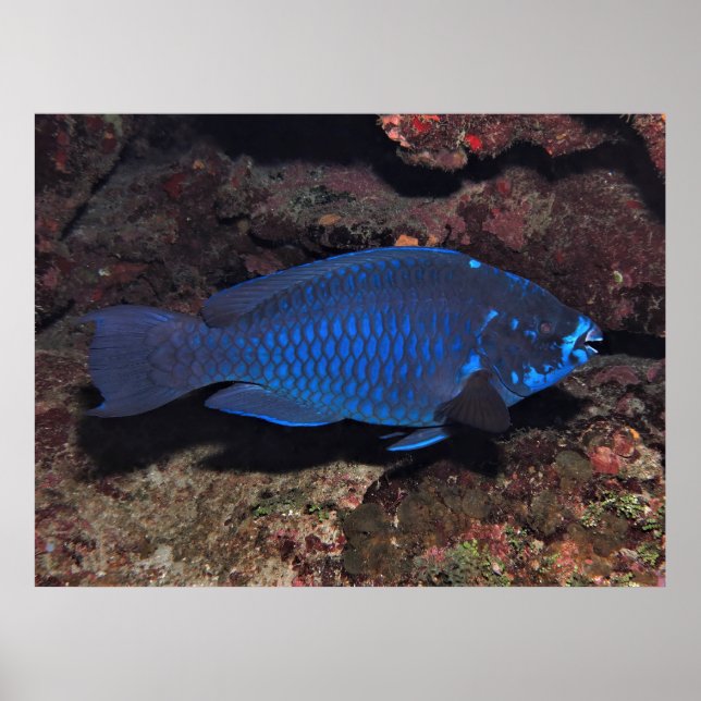 Poster Parrotfish (Frente)