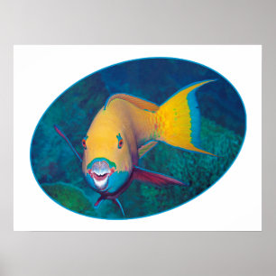 Poster Parrotfish Underwaterphoto- design fotográfico fot