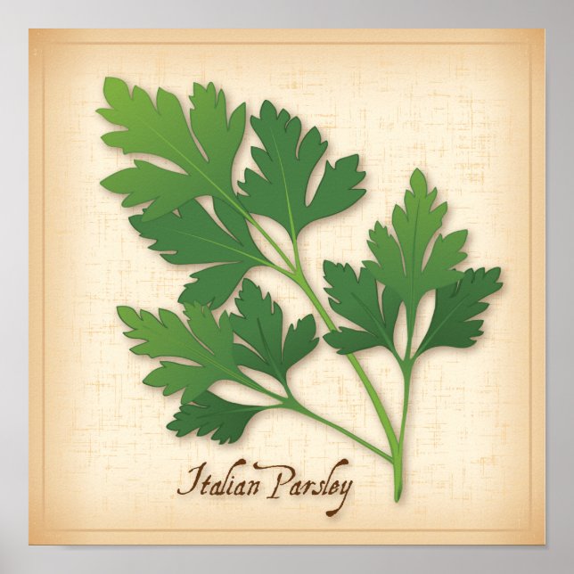 Póster Parsley Herb italiano (Frente)