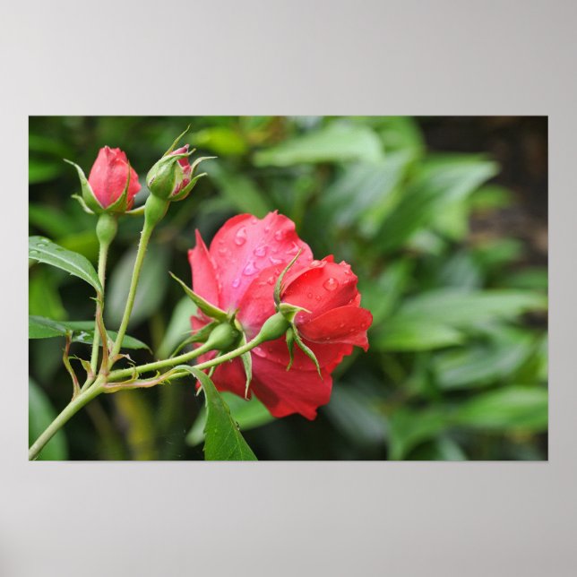 Poster Parte de trás de minúsculas rosas cor-de-rosa com  (Frente)