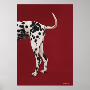 Poster Parte traseira do Dalmatian