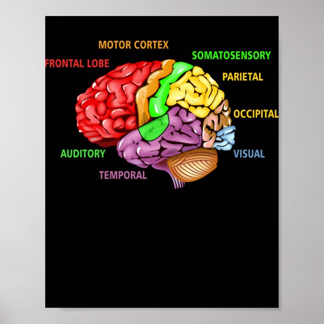 Poster Partes A Anatomia cerebral Aprendizado Colorido de (Frente)