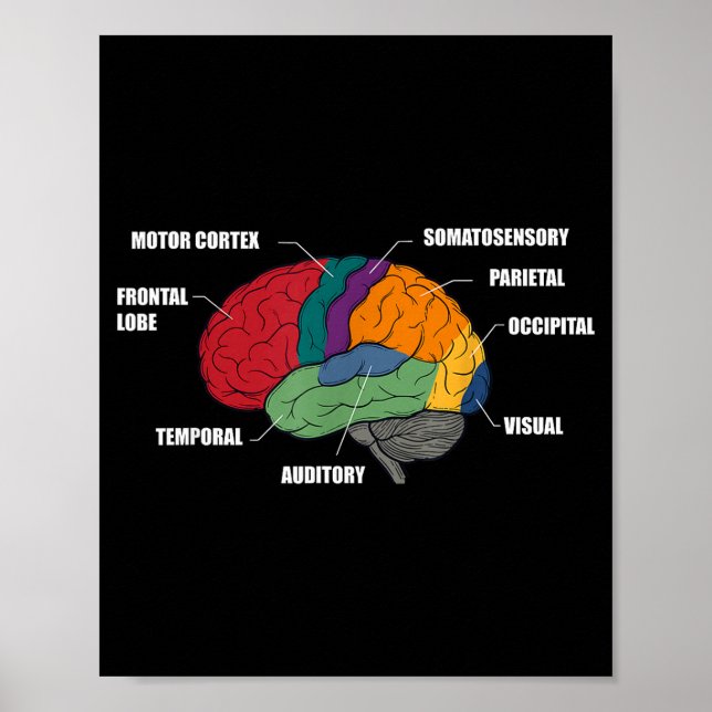 Poster Partes da anatomia do cérebro diagrama colorido (Frente)