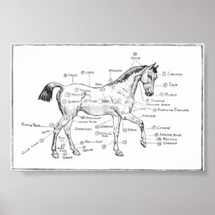 Poster "Partes de Corpo Equino"