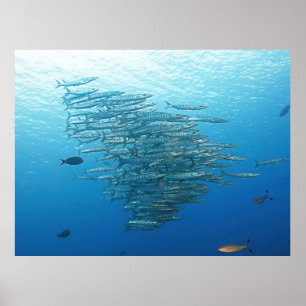 Poster Partido Baraccuda