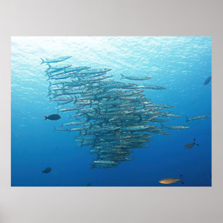 Poster Partido Baraccuda