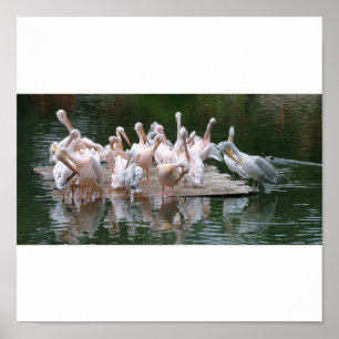 Poster Partido do flamingo