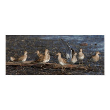 Partido dos Pássaros e Pectoriais na Praia