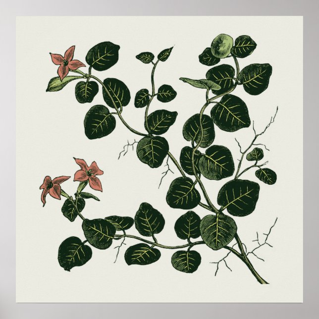 Póster Partridgeberry (Frente)
