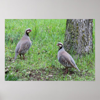 Poster Partridges