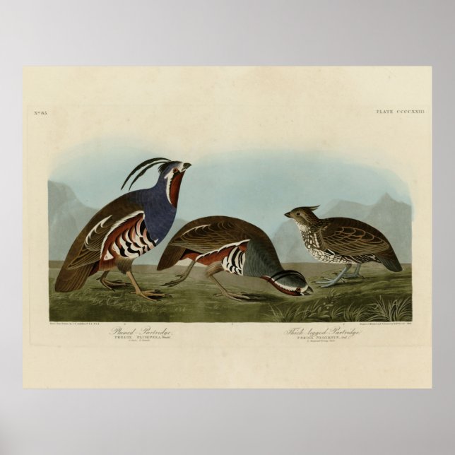 Poster Partuchos com pernas plumadas e grossas - Aves de  (Frente)