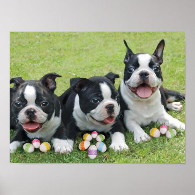 Póster Páscoa de Boston terriers (Frente)