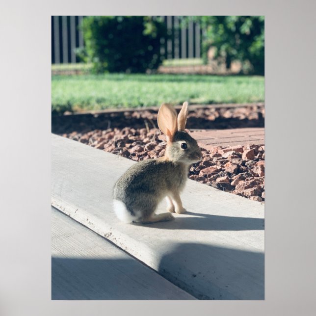 Poster páscoa de fotos coelho (Frente)