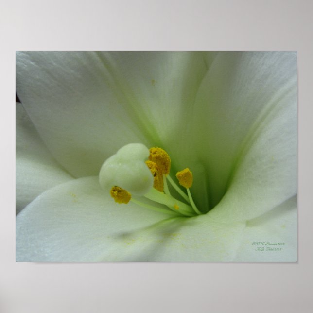 Póster Páscoa Lily (Frente)
