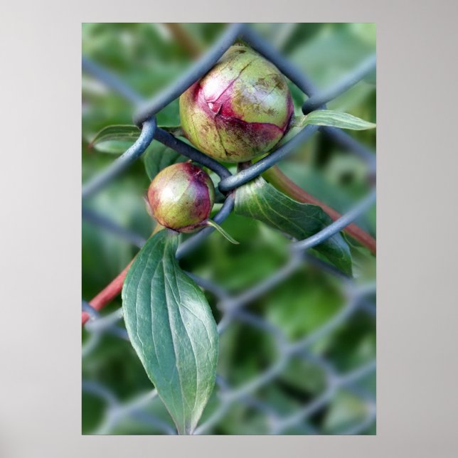 Poster passagem da cerca (Frente)