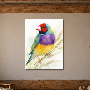 Poster Passarinho Colorido Gouldian Finch