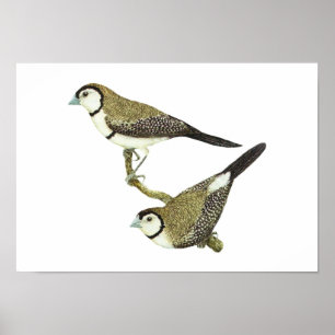 Póster Passarinho da coruja (ambos os formulários) -