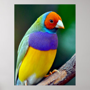 Poster Passarinho gouldian colorido