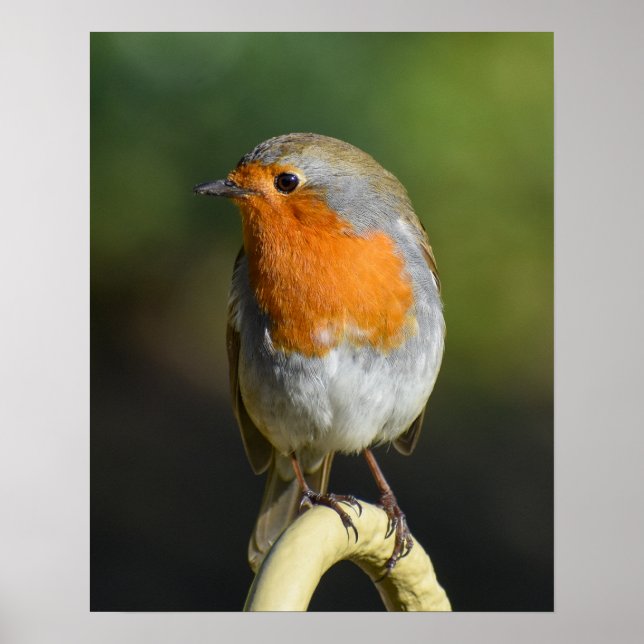 Poster Pássaro (Frente)