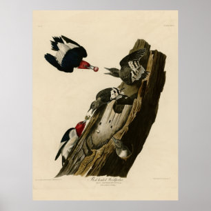 Póster Pássaro, América, Pica-Pau Vermelho, Audubon, Vin